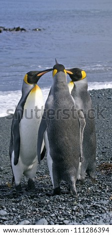 Three King Penguins on the shore, Australia
