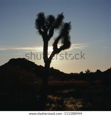 Silhouette of a cactus in Death Valley National Park, California, USA