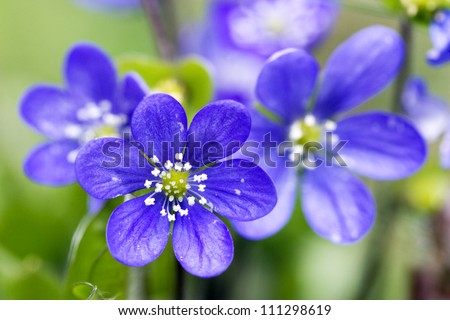 Close-up on blue flowers