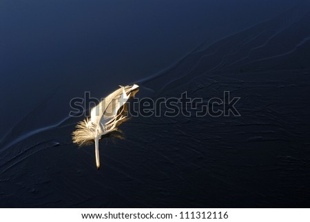 A feather on a frozen lake, Sweden