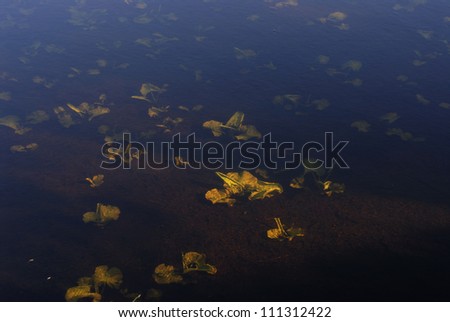 Yellow leaves on the bottom of a sea, Sweden