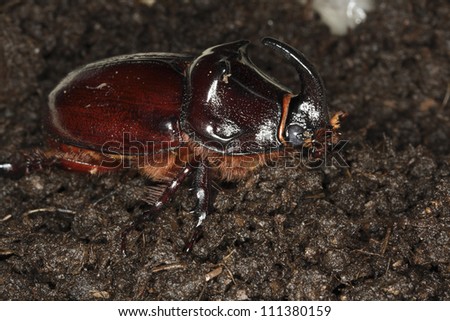 dirt beetle