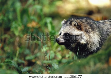 Raccoon dog in the grass, Sweden