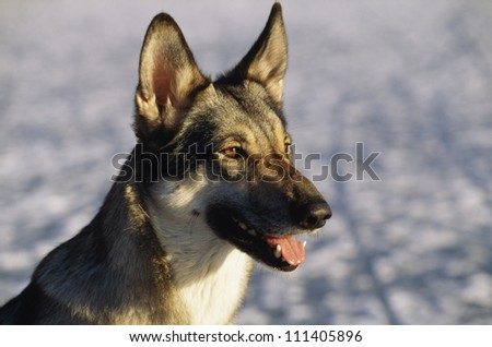 Close-up of a wolf-dog