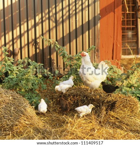 Hen with chicks on a chicken-run
