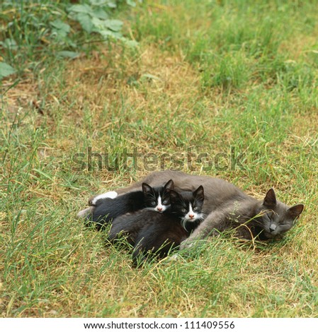 A cat feeds its kittens in the grass