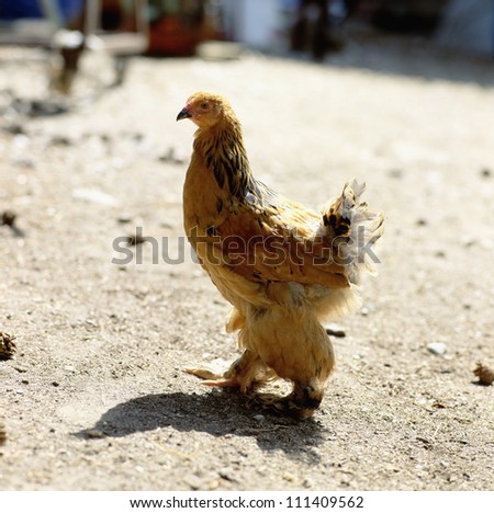 Young hen on a chicken-run