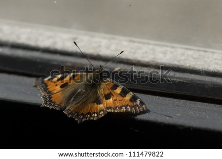 Small tortoiseshell on a window ledge