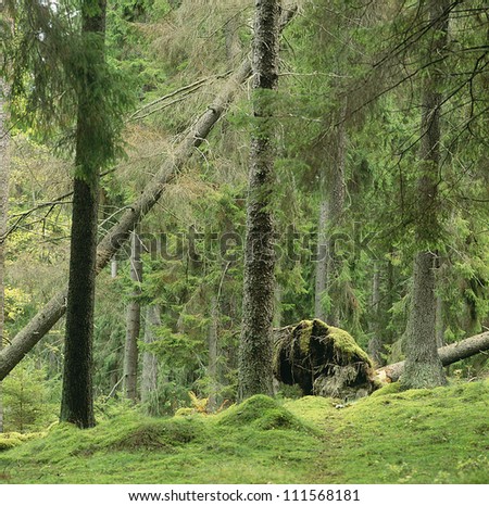 Bent pine trees in a forest