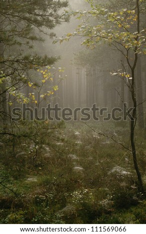 Pine tree forest and forest floor