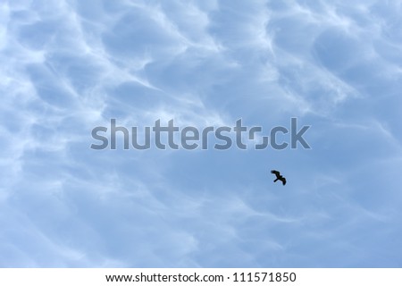 Hen harrier flying in the sky