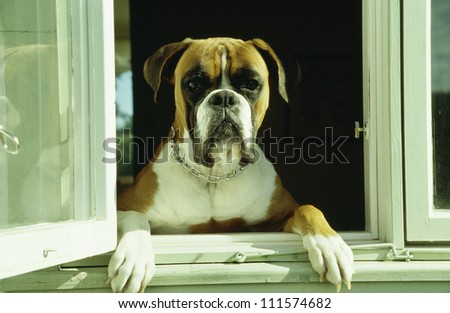 Dog looking through a window