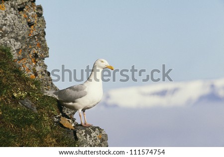 Glaucous-winged gull perching on rock