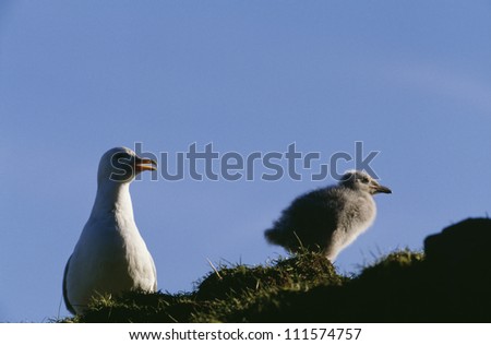 Glaucous-winged gull and a chick on rock