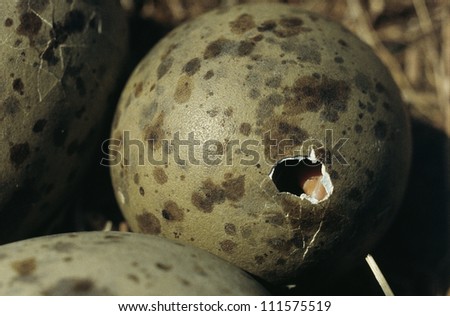 Herring gulls eggs hatching