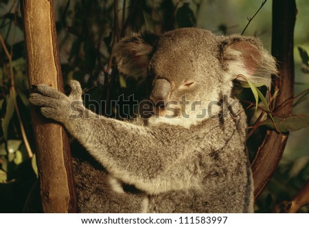 A koala bear in a tree, Australia