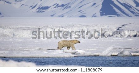 A polar bear on iced land