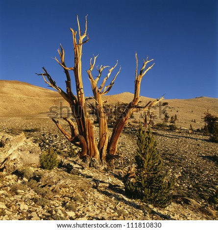 Bare tree on barren landscape