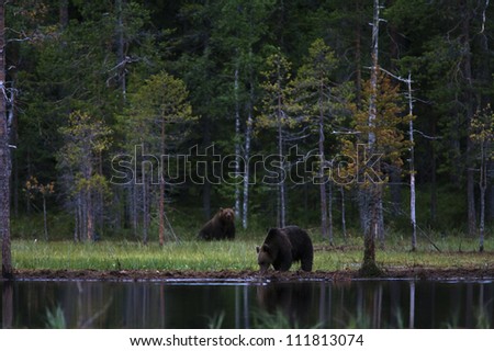 Two brown bears near water in the forest