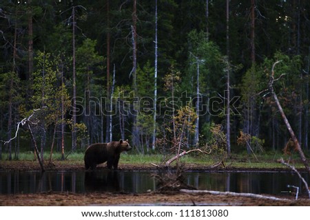 Brown bear near water in the forest