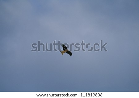 Bird flying high up in sky