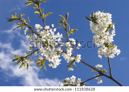 Flowery branch against a blue sky, Sweden