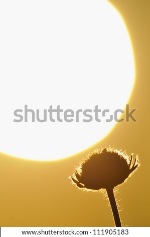 The silhouette of a flower against a sunset, Sweden
