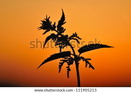 The silhouette of a flower against a sunset, Sweden