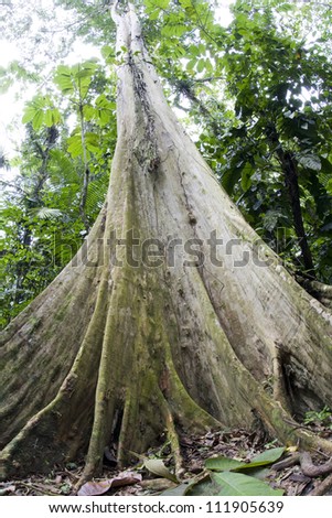 A giant tree in the rain forest, Costa Rica