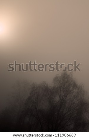 The crown of a tree in fog against the light, Sweden