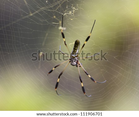 A spider in its net, Costa Rica