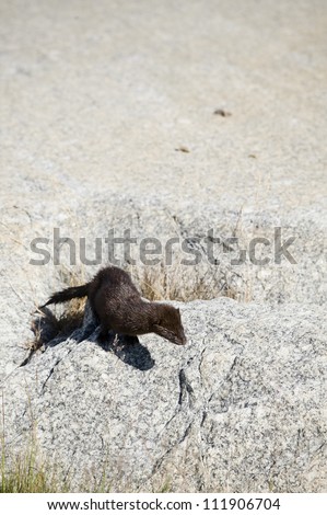 A mink running across a flat piece of rock, Sweden