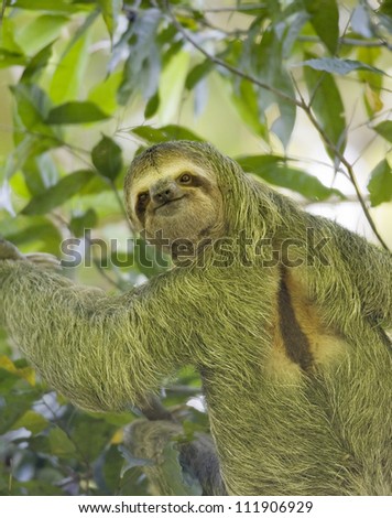 Three-toed sloth in a tree, Costa Rica