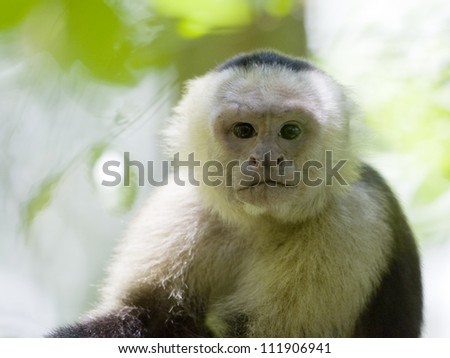 Portrait of a white-faced capuchin, Costa Rica