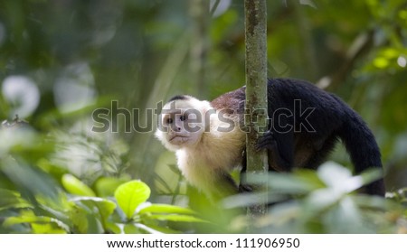 White-faced capuchin in the rain forest, Costa Rica