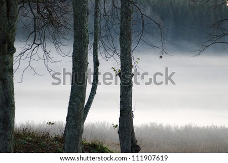 Trees by a foggy lake, Sweden