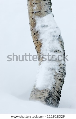 A snow-covered tree trunk, Norway