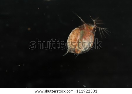 Water flea, closeup, Sweden