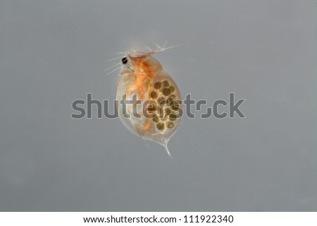 Water flea, closeup, Sweden