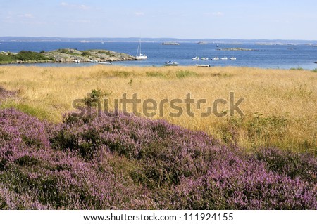 A field with heather by the sea, Sweden