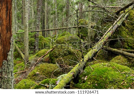 A primeval forest, Sweden