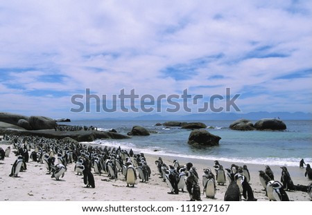 Flock Of Penguins