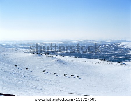 Reindeer in the fields, Harjedalen, Sweden