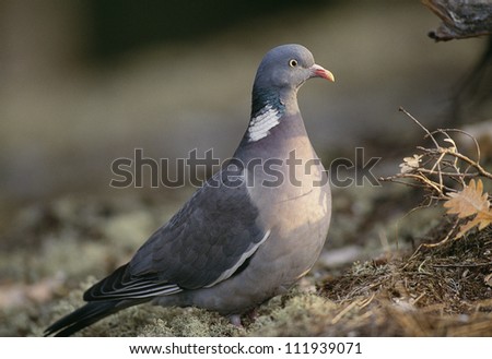 Wood pigeon standing on ground
