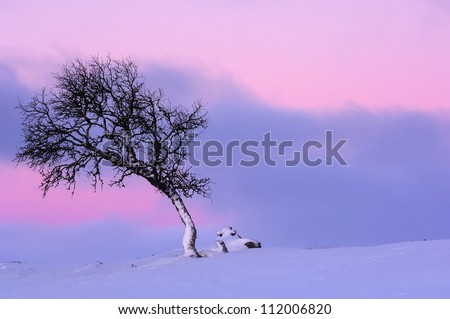 Scandinavia, Sweden, Dalarna, view of birch tree on winter landscape