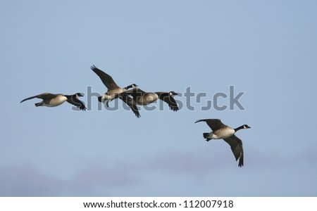 Flying Canada goose (Branta canadensis)