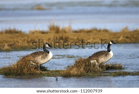 Canada goose (Branta canadensis) standing next to lake