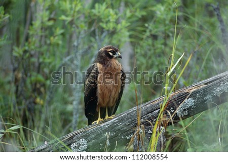 Bird perching in forest