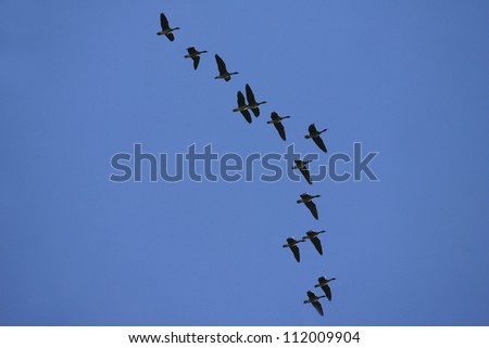 Group of flying geese
