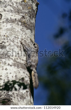 Flying squirrel on tree trunk